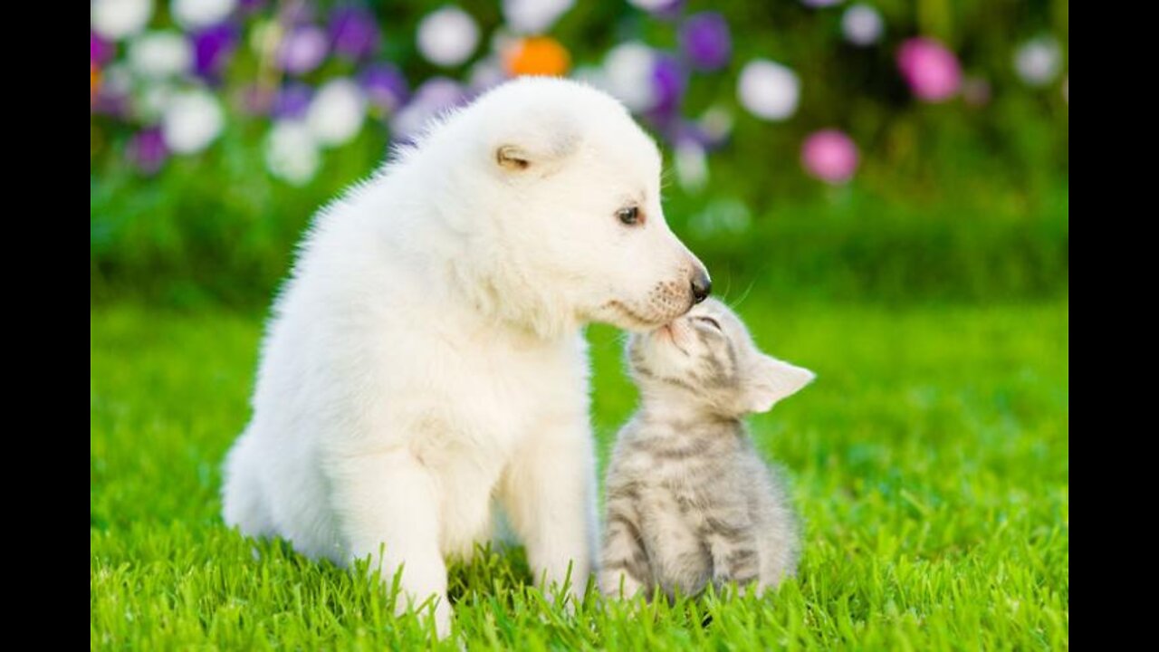 Cute_Dog,Cute_dogs_and_puppies_doing_funny_things,Cute_pets_funny_videos,Cute_pets_dog,cute_animals