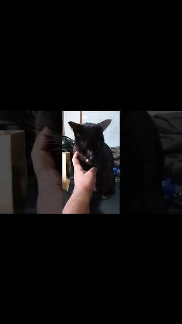 Black cat with a jingle bell.