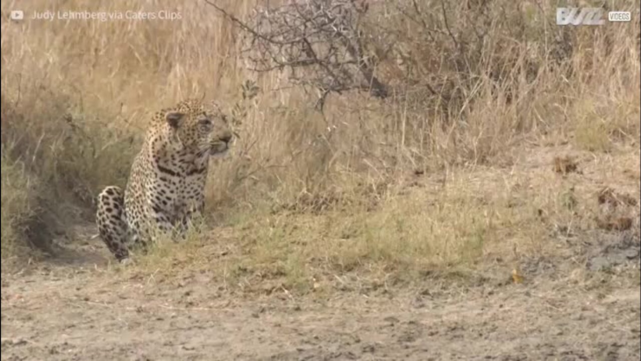 Un éléphant sauve la vie d'un impala