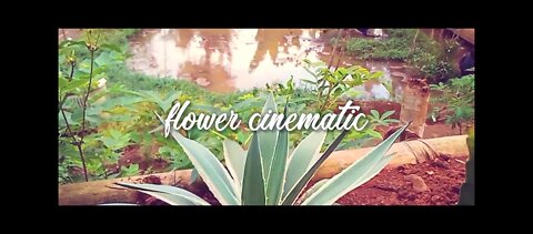 flower cinematic