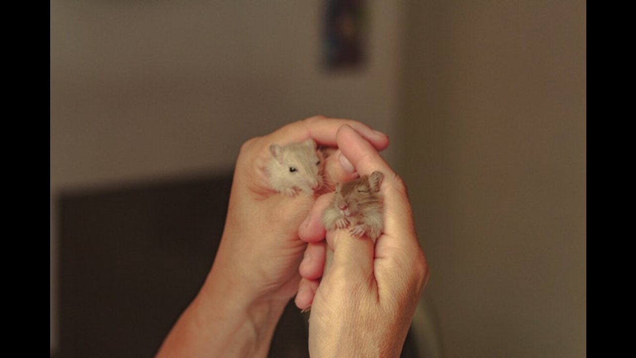 Filhotinha de hamister de 2 meses, já está bem ativa.