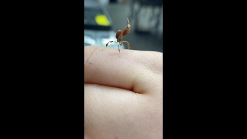 Twerking mantis