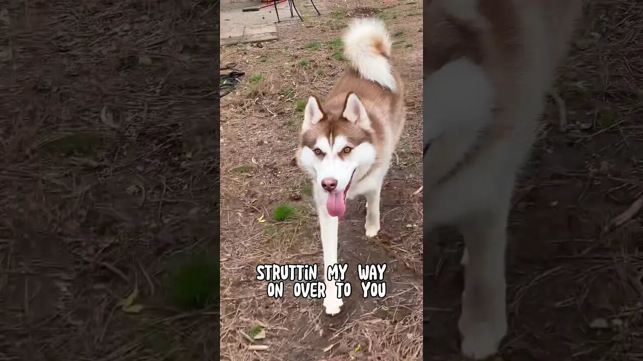 Husky Strut into Mondays like What!!!!