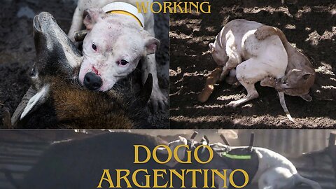 30 Minutes of Working Dogo Argentino