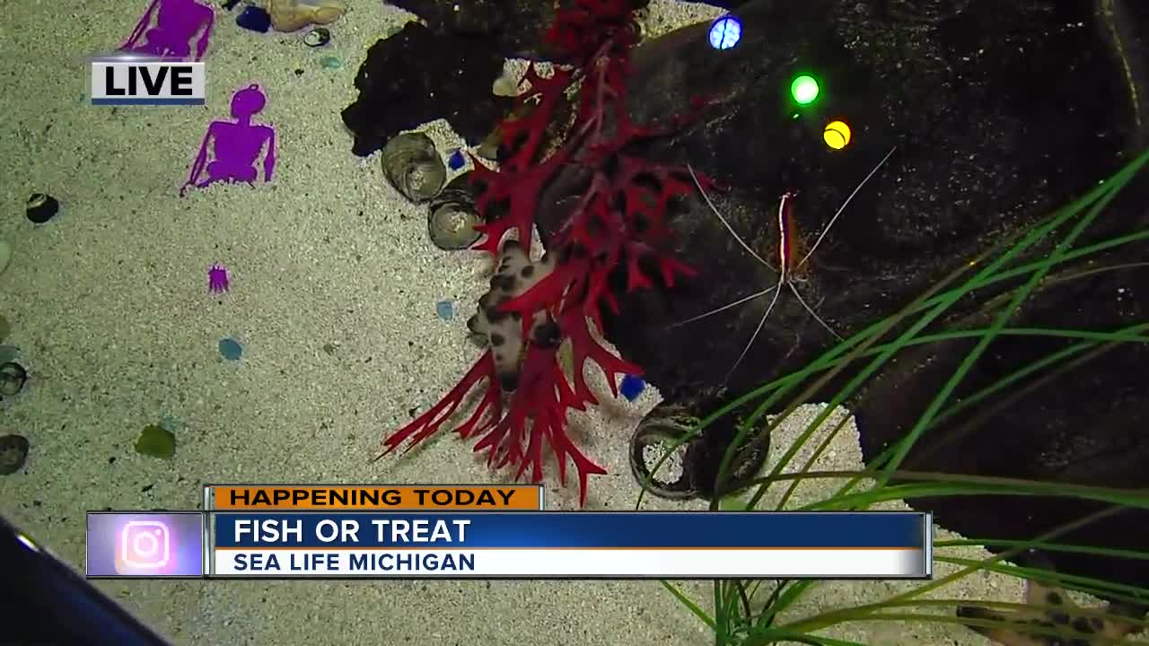 Fish Or Treat At SEA LIFE Michigan