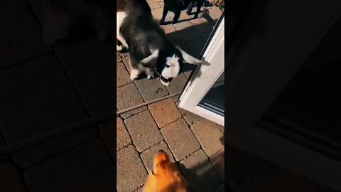 Big boss has arrived 😂