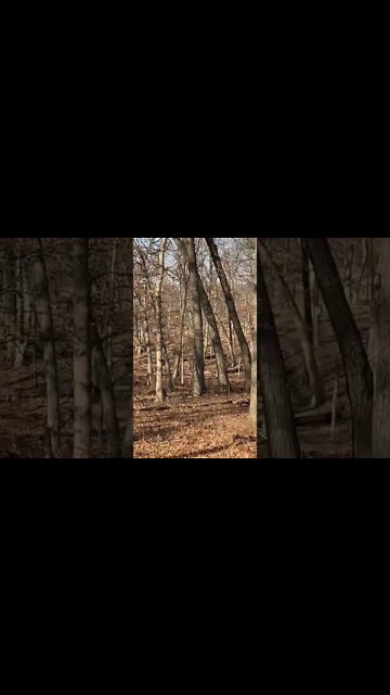 Tracking White Tails With My GSD