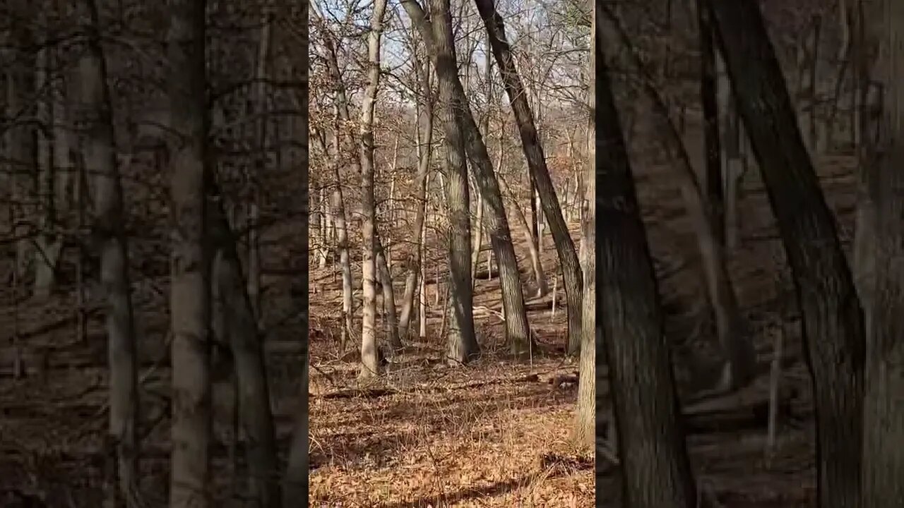 Tracking White Tails With My GSD
