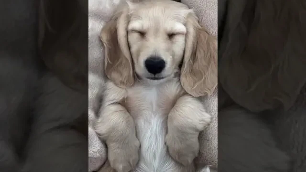 How Does Your Dog sleep ? #dogslover #dogsleeping