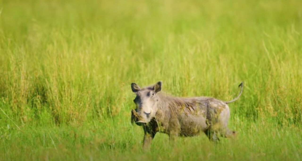 Warthog is Keeping an Eye on the Camera