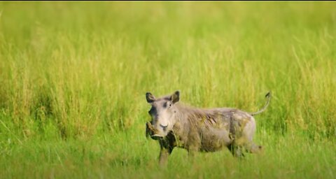 Warthog is Keeping an Eye on the Camera