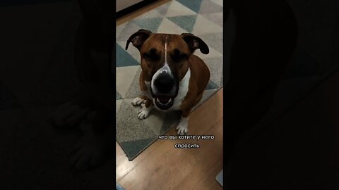 #shorts Смешные Собаки Из Тик Тока 142 Funny Dogs From Tiktok