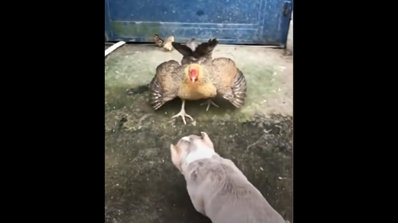 Chicken vs Dog Fiight - Funny Dog Fight Videos