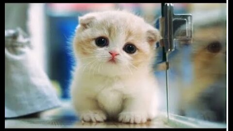 Cutest compilation ever!!!!