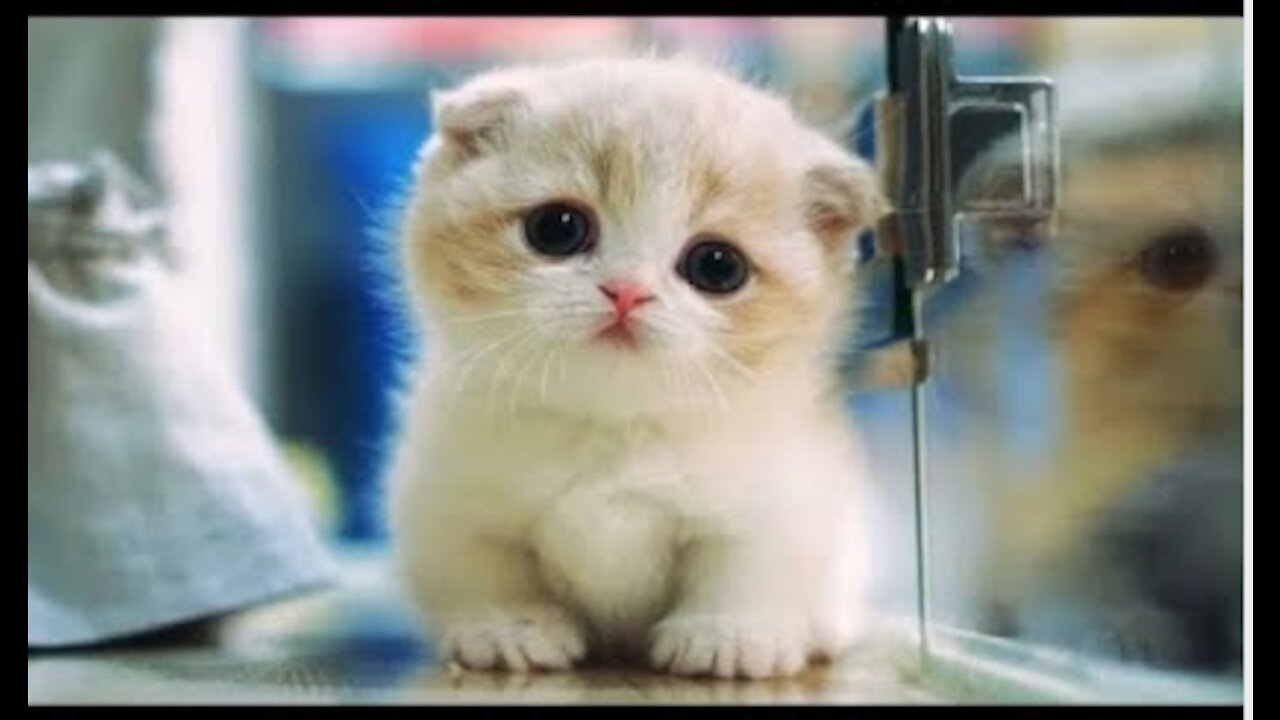 Cutest compilation ever!!!!