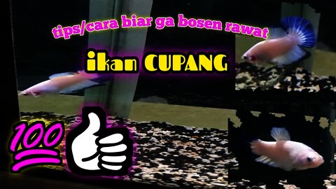 tips rawat ikan cupang|| ikan hias cupang bluerim||paten pokonya🥰🥰✌👍👍👍👍
