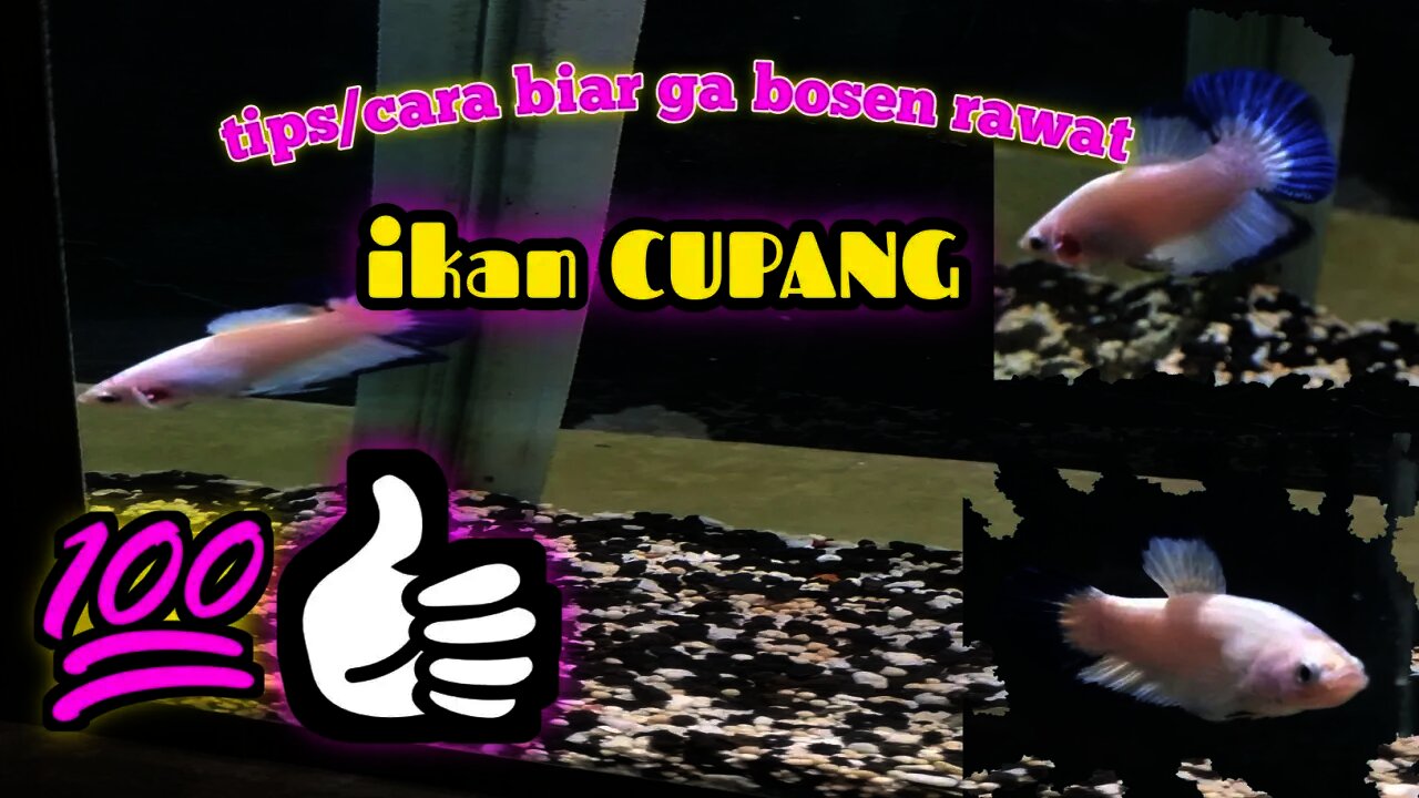 tips rawat ikan cupang|| ikan hias cupang bluerim||paten pokonya🥰🥰✌👍👍👍👍