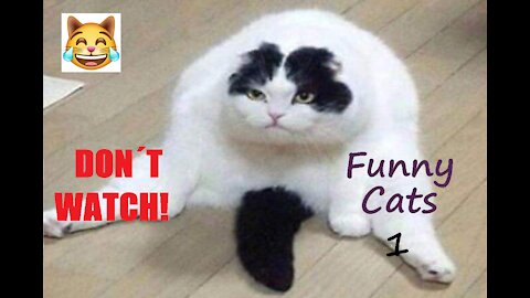 Do Not Watch These Funny Cats - 1