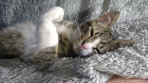 Little Cat Covers His Eyes With the Paws