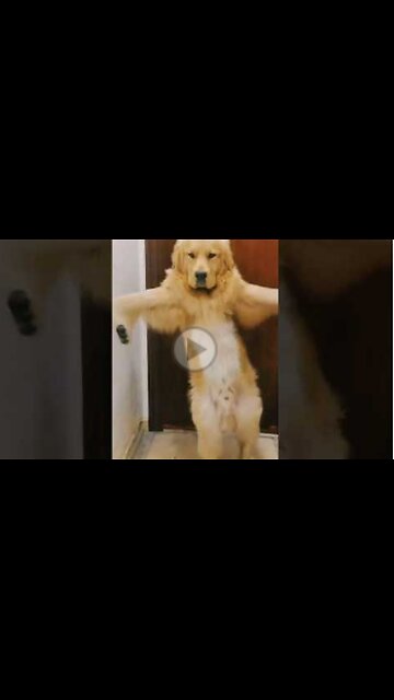 FUNNY DOG,DANCE LIKE I DO,CUTE,VIRAL,DANCING DOG,