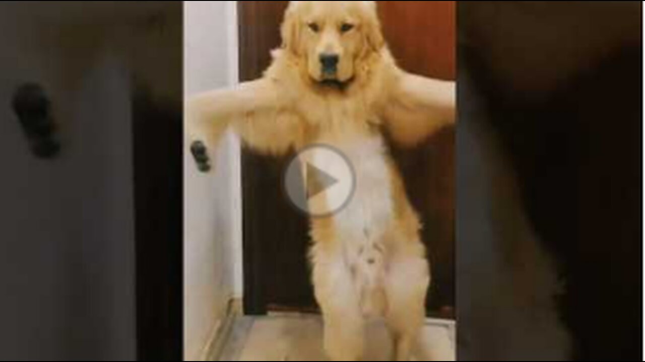 FUNNY DOG,DANCE LIKE I DO,CUTE,VIRAL,DANCING DOG,