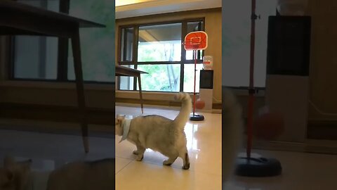 game funny cat 🤣🤣🤣🤣 #cat #comedyvideo #comedy