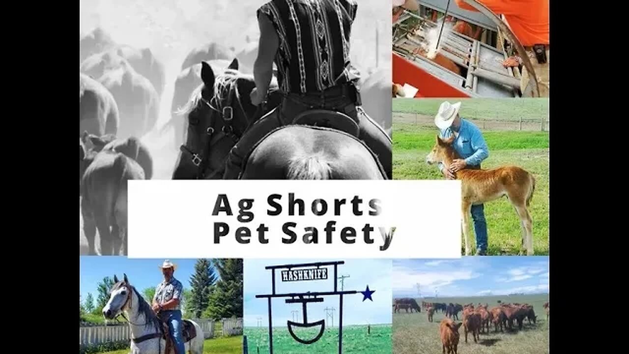 Pet Safety on the Ranch - Ag Shorts