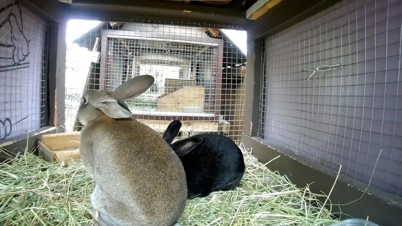 Lady and Chief hanging for a day. RABBITS!!!