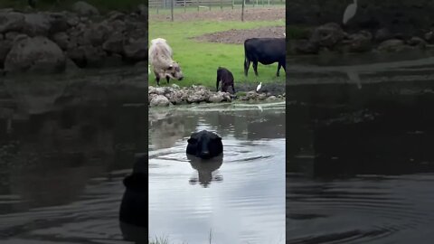 Cow taking a soak #shorts #cow #calf #cows #calfs