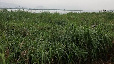 A wetland reserve in the city's natural park.