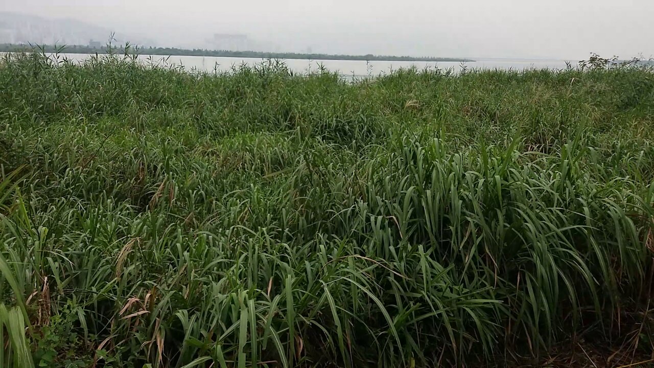 A wetland reserve in the city's natural park.