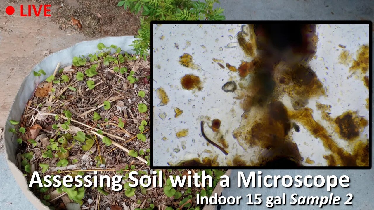 Live Soil Microscopy! Assessing indoor soil with a Microscope SAMPLE 2!