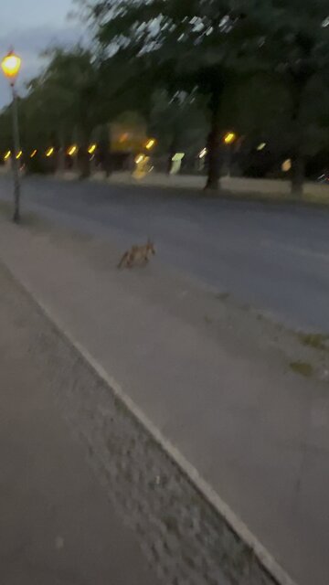 Fox found some dinner