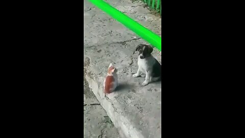 funny_cat_and_dog_compilation🤣🤣😻🐕‍🦺🦮