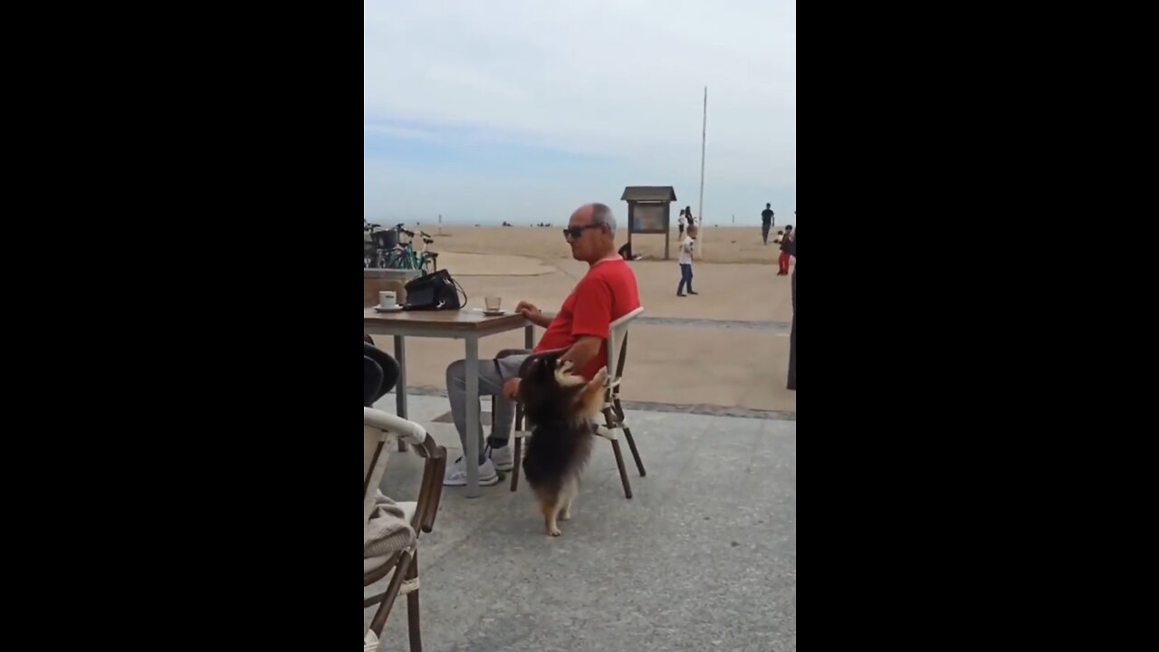 Cute Little Dog Dancing On The Beat of Music