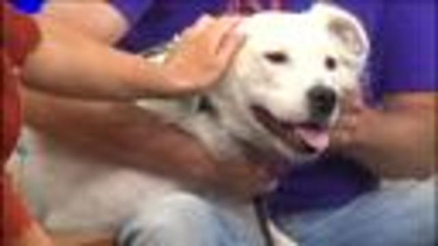 Last Day Dog Rescue brings Elsa in as pet of the week