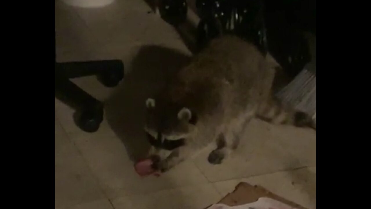 Raccoon rolls slice of ham like a tortilla and enjoys