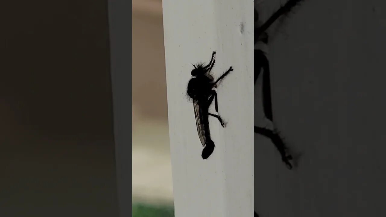 #shorts Seth Brundle Outside My Door