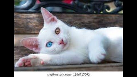 I tried taking pictures of my Cute, friendly and adorable Odd-colored eye feline😘🐈