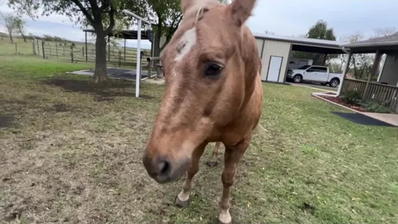 Horse Got Out Again - FedEx Is On My Poo Poo List