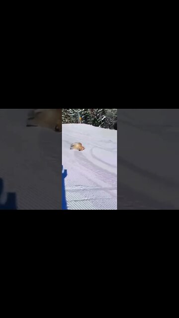 THE DOG LOVES SNOW VERY MUCH