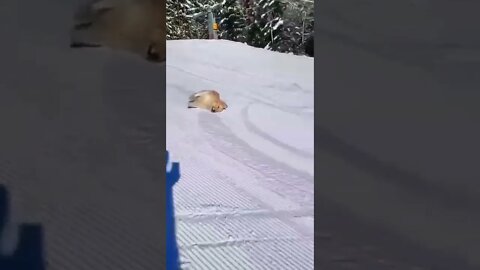 THE DOG LOVES SNOW VERY MUCH