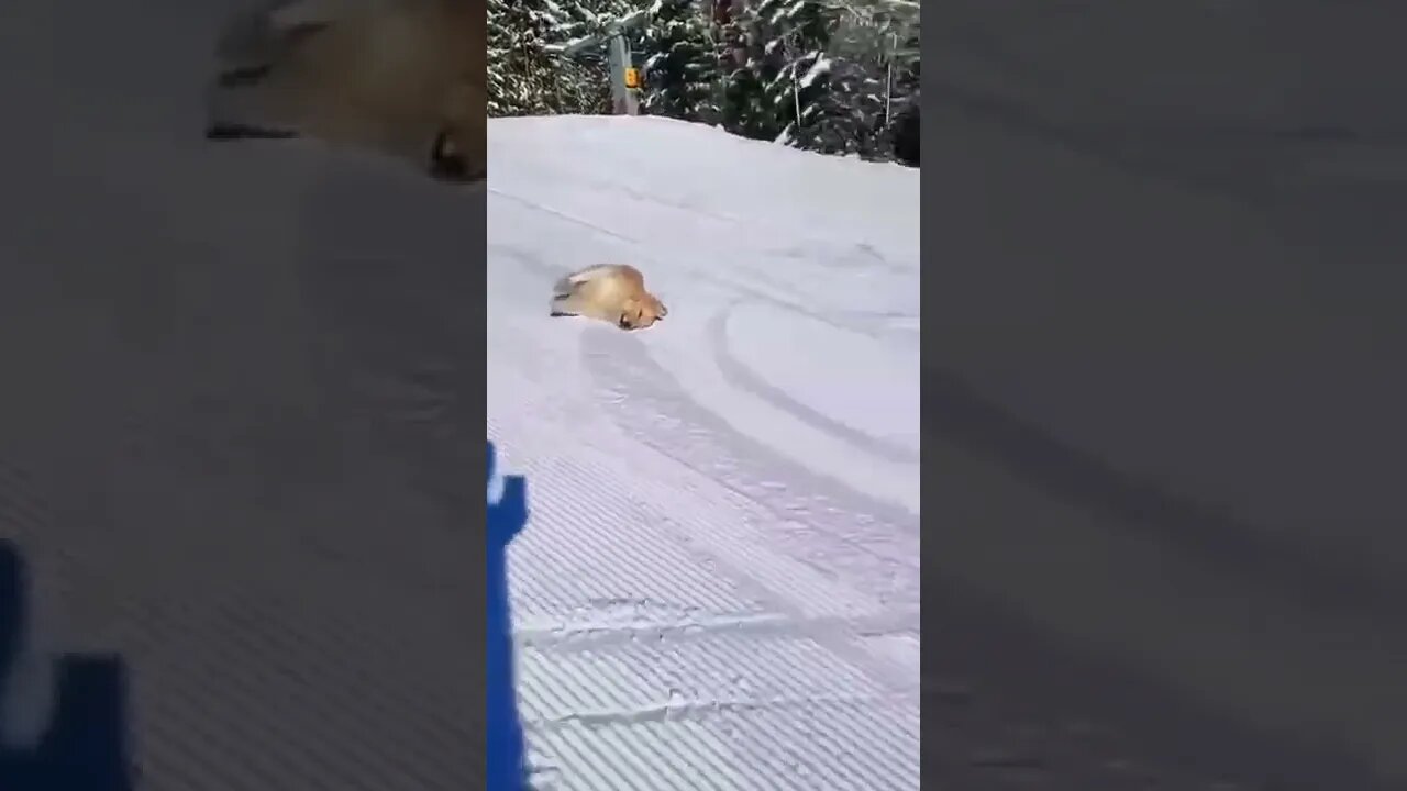 THE DOG LOVES SNOW VERY MUCH