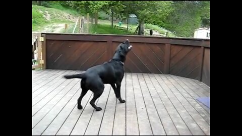 Funny dog 🐕 video OMG best funny dog video #sheru22kh