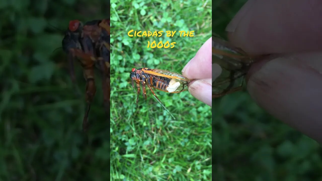 Cicadas by the 1000s in 2022 we were invaded #prepperboss #shorts #cicadas