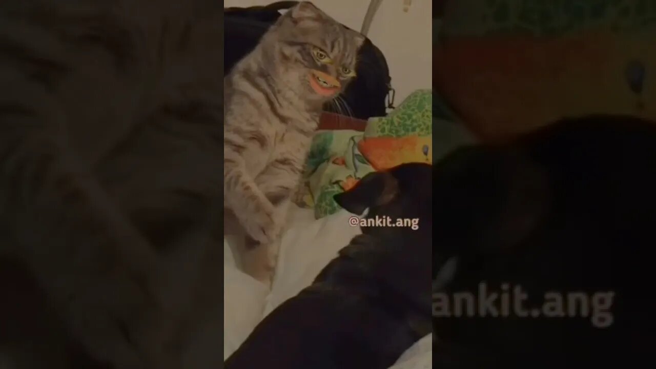 Funny memes 🤣😂#shorts