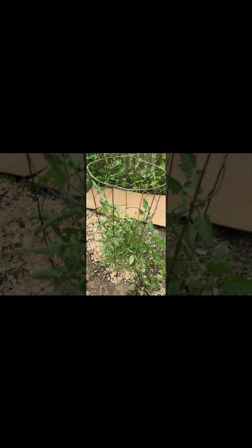 Got carried away with planting tomatoe seeds, 61 plants