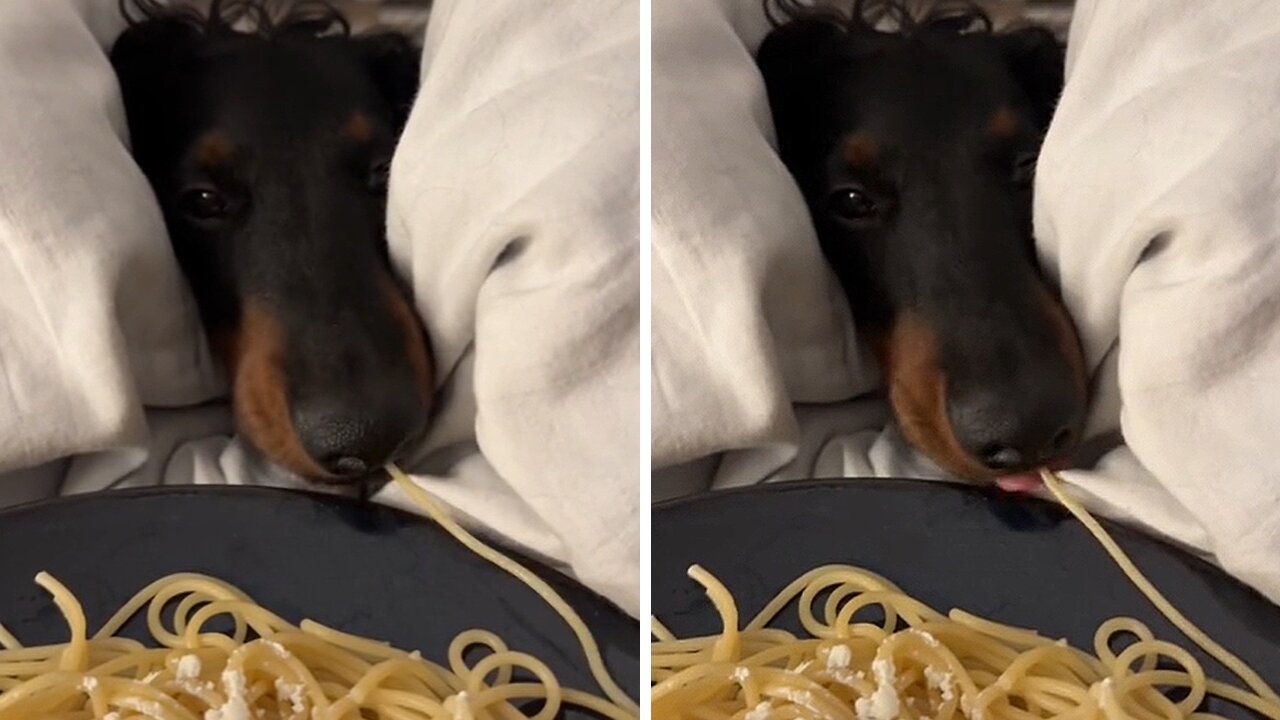 Sneaky Pup Is The Cutest Spaghetti Thief