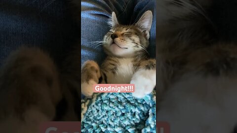 Crocheting a blanket for our new kitty! I think he likes it. 😂🥰