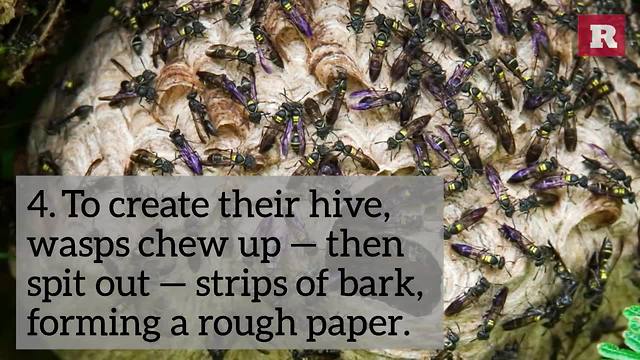 5 Things You Need To Know About Wasps | Rare Animals